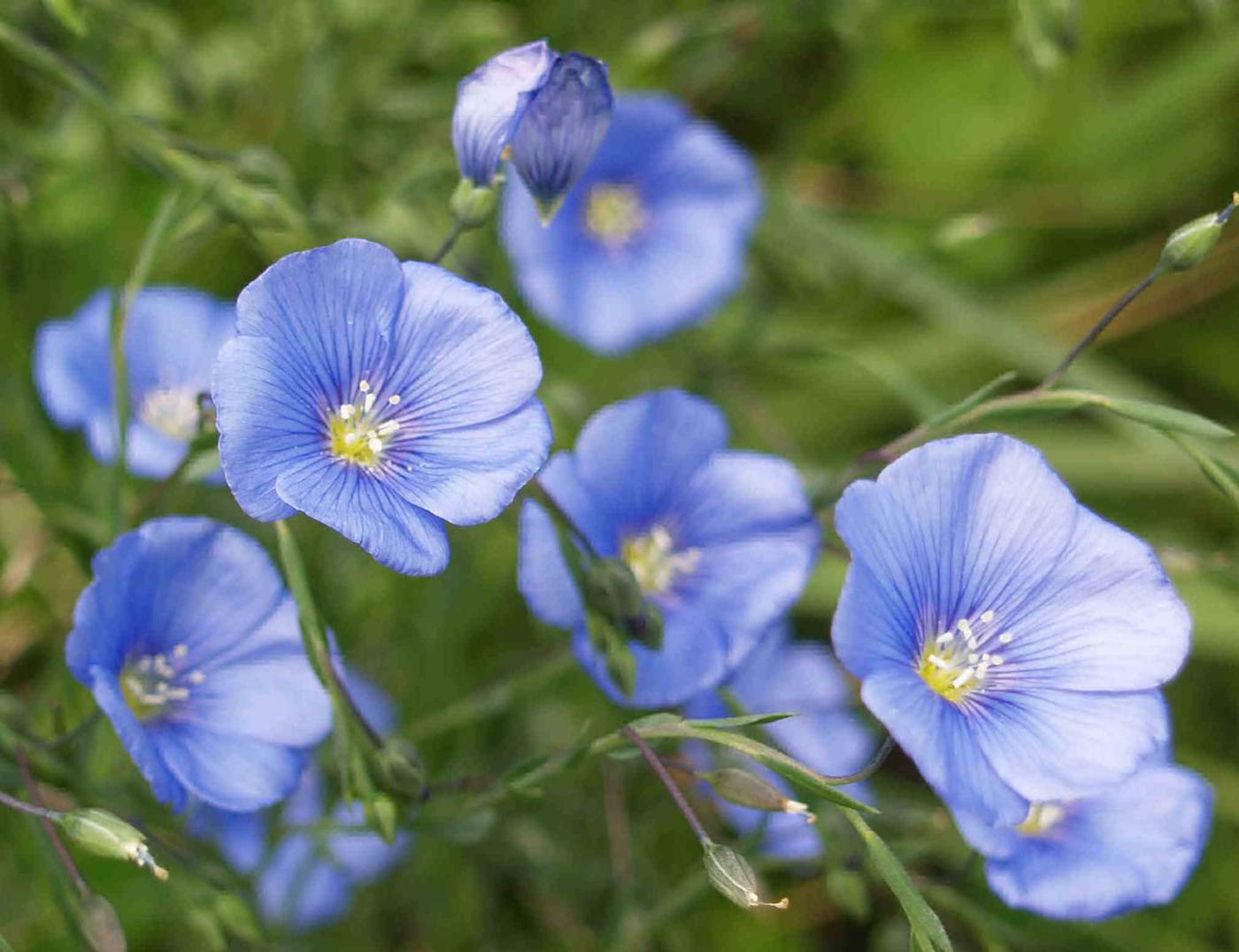 Flax, Austrian flower